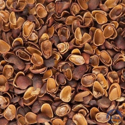 Скорлупа Кедрового Ореха (Barus Nut Shell) купить в Уральске